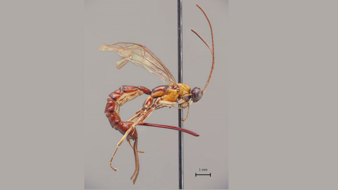 Red Wasp Stinger Length