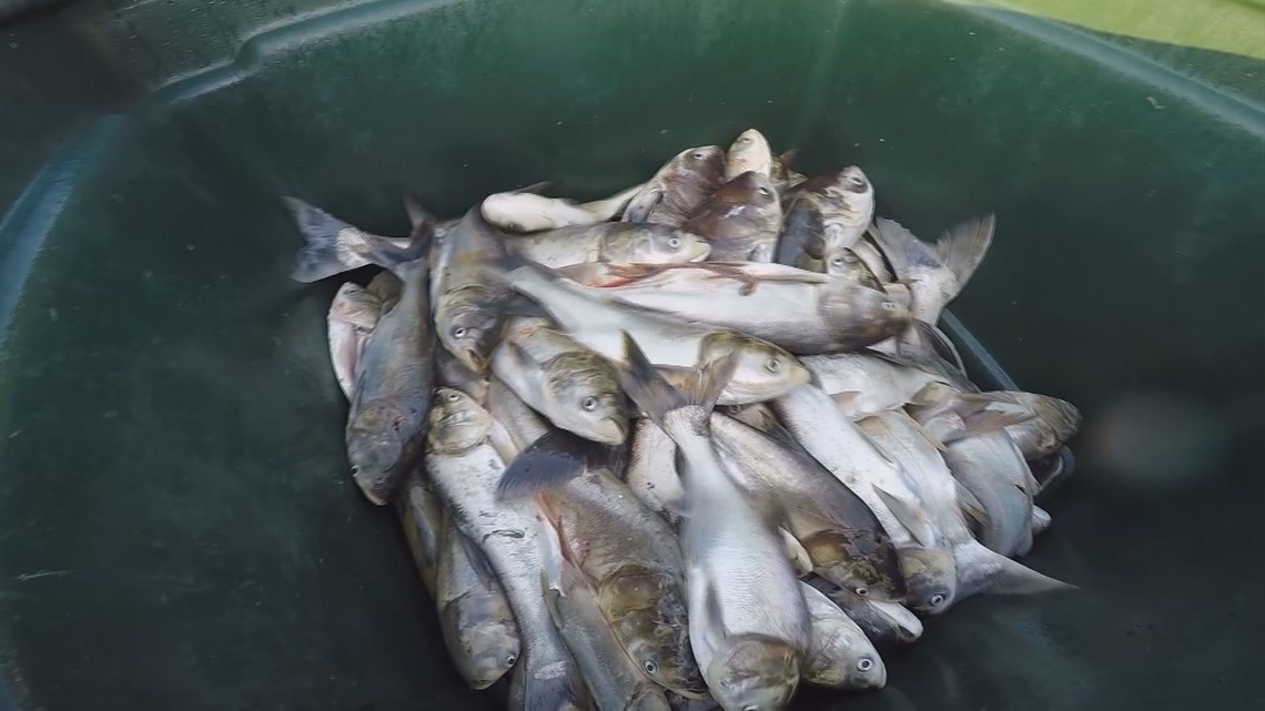 Destructive black carp found near Indiana waterways