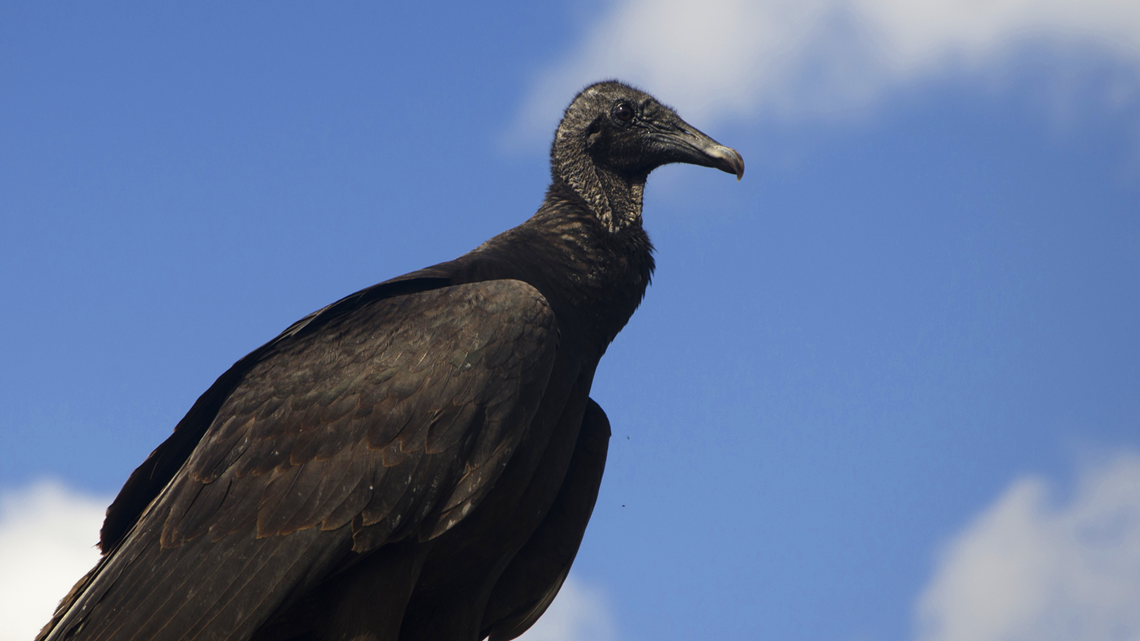 Black vultures are eating cows alive in Indiana. But it's difficult to  legally kill the birds 