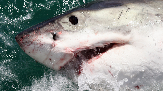 deep blue shark footage deep blue shark footage