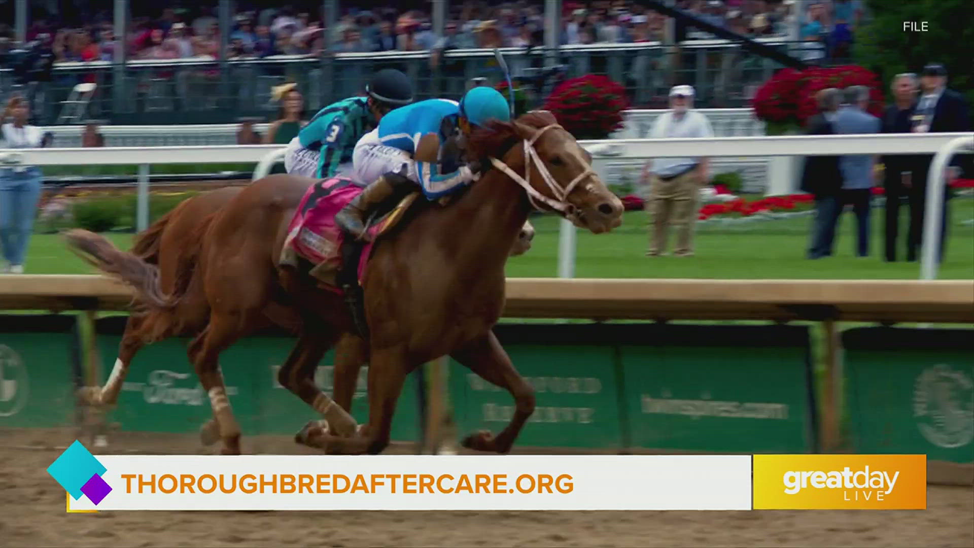 Thoroughbred Aftercare Alliance provides accreditation to aftercare organizations so they can retire, retrain, and rehome racehorses.