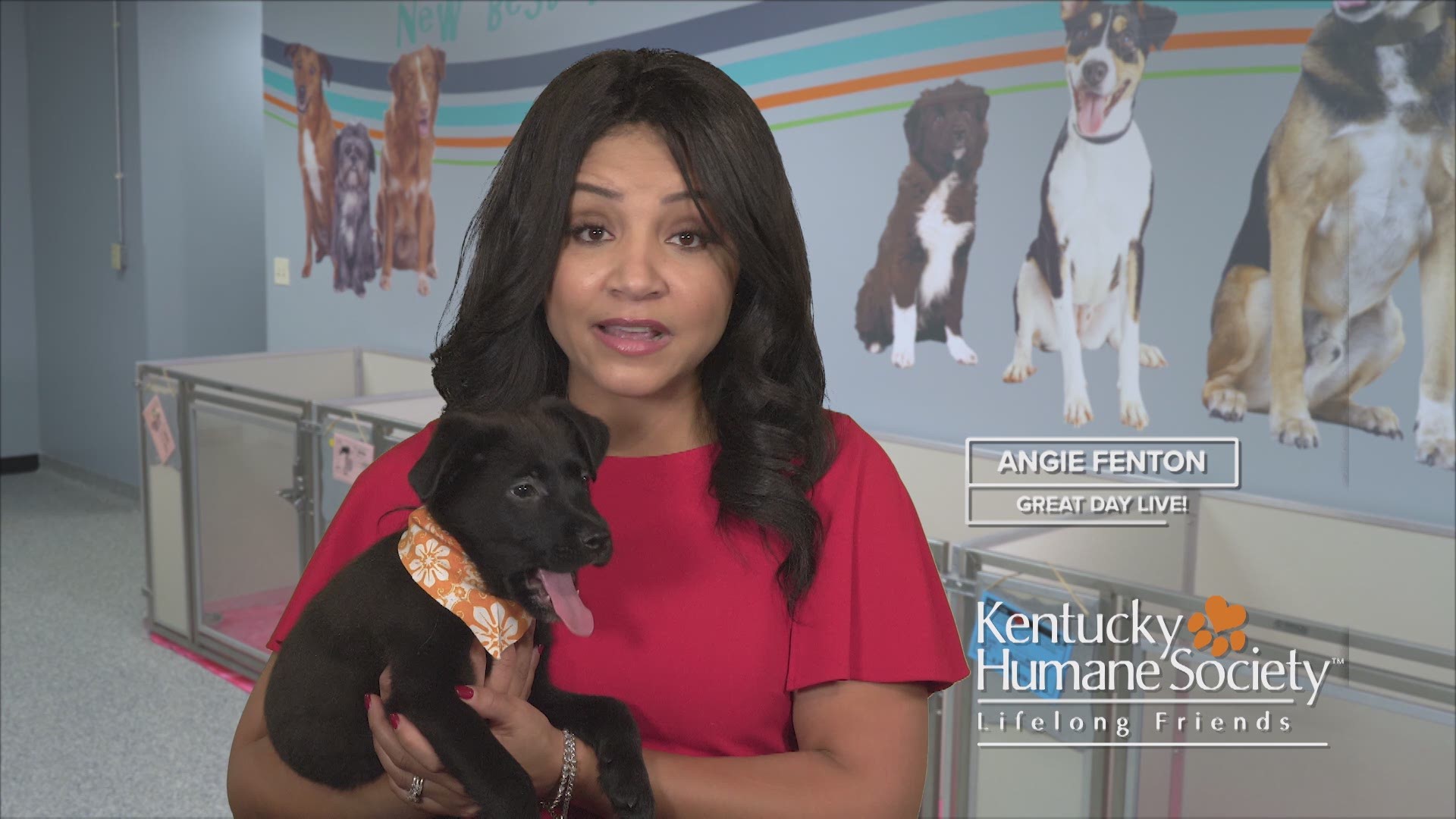 IBEW 369, Local 502, and Local 110 have stepped up yet again to raise donations for their 6th charity, the Kentucky Humane Society.