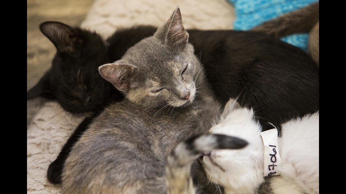 Take a look inside Louisville  s first cat  cafe  whas11 com