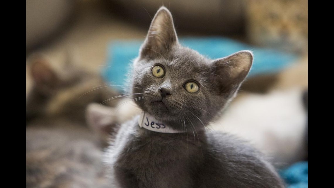 Take a look inside Louisville  s first cat  cafe  whas11 com