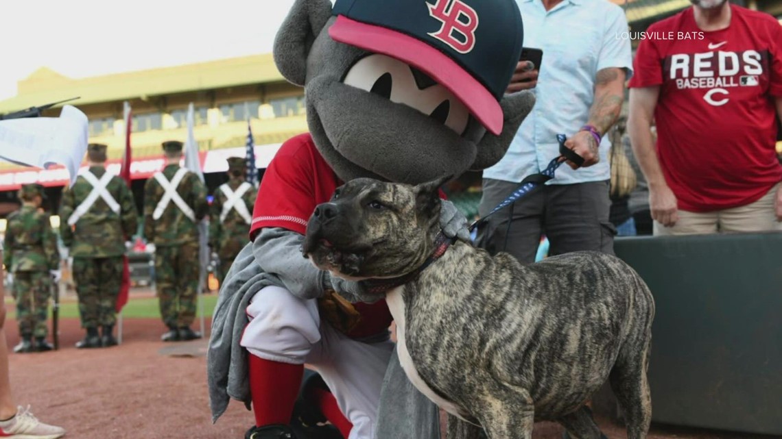 Louisville Bats Pet Collar 