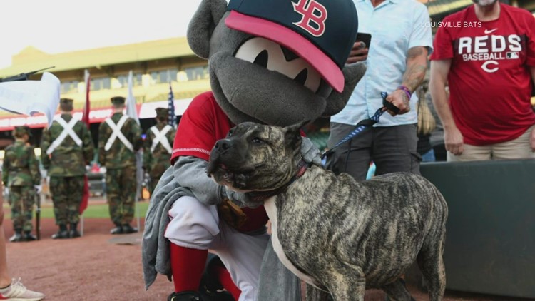 Ethan the dog 'throws' first pitch at Louisville Bats game