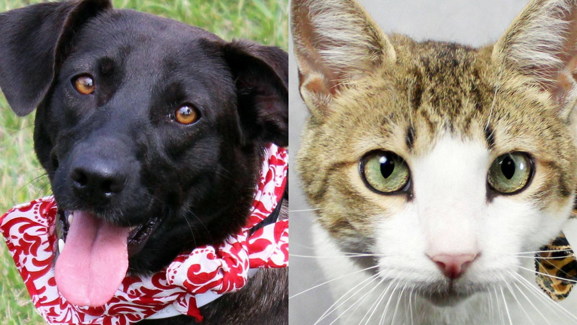 KY Humane Society participating in 'Clear the Shelters' event Saturday