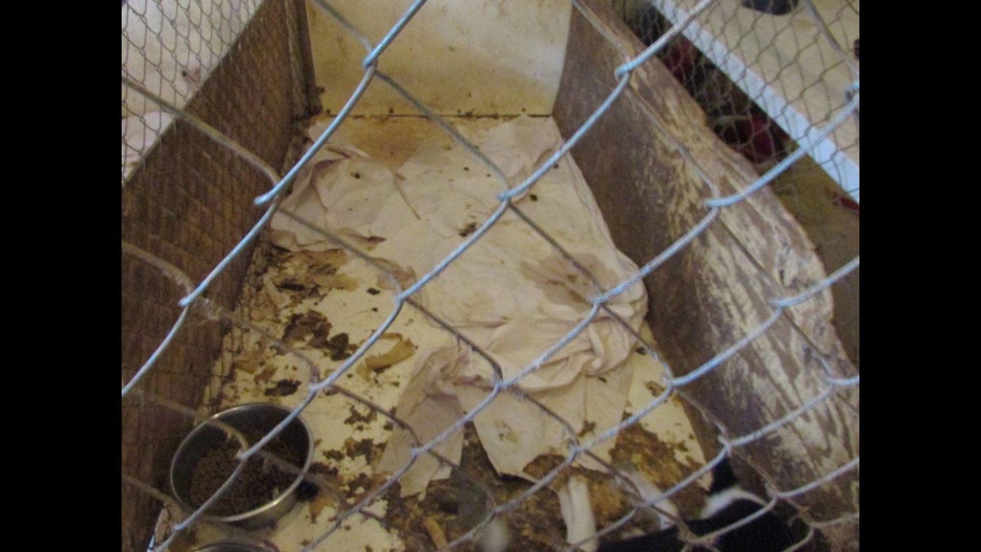 Community outraged after criminally charged dog breeder gets dogs back ...