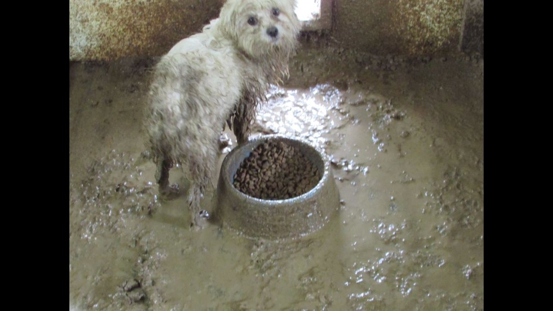 Community Demanding Justice After Taylor Co Animal Abuse Case Dismissed Whas11 Com