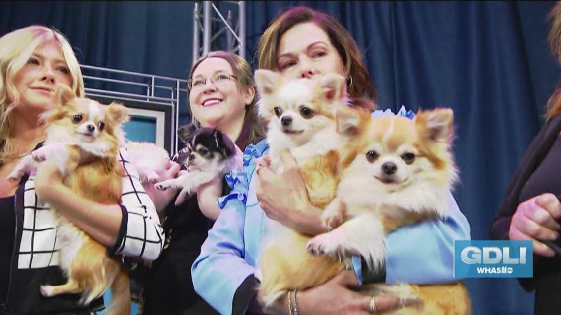 The adorable faces of The Kentuckiana Cluster of Dog Shows