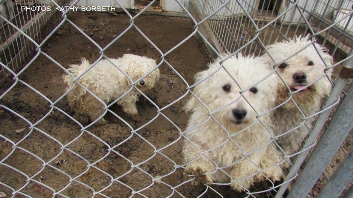 'Tell us why' Abused dogs returned to breeder, community demands