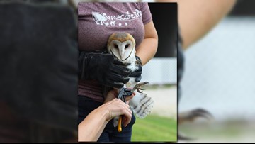 2 Endangered Barn Owls Released In S Indiana County Whas11 Com