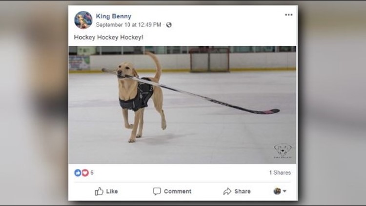 Rescue dog learns to ice skate