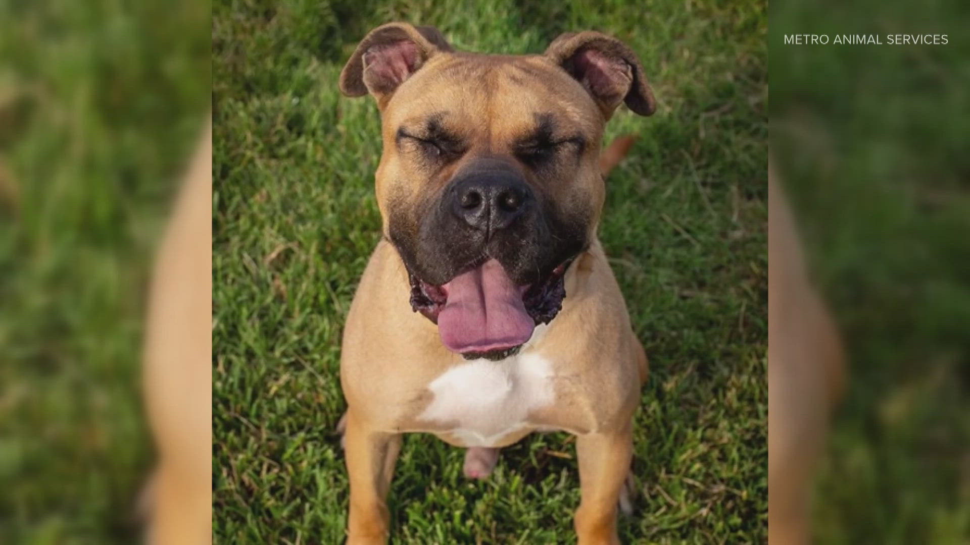 Meet Noggin and Nova, two lovable dogs from Metro Animal Services seeking forever homes