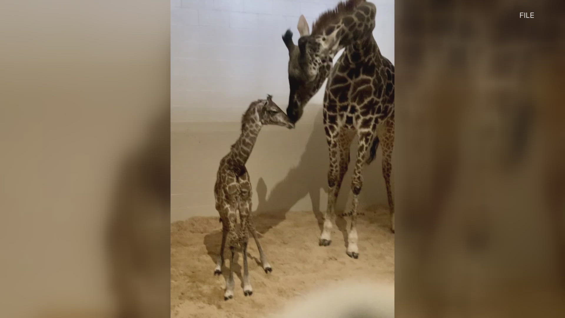 The last giraffe calf born at the Louisville Zoo was Silvester in 2012.