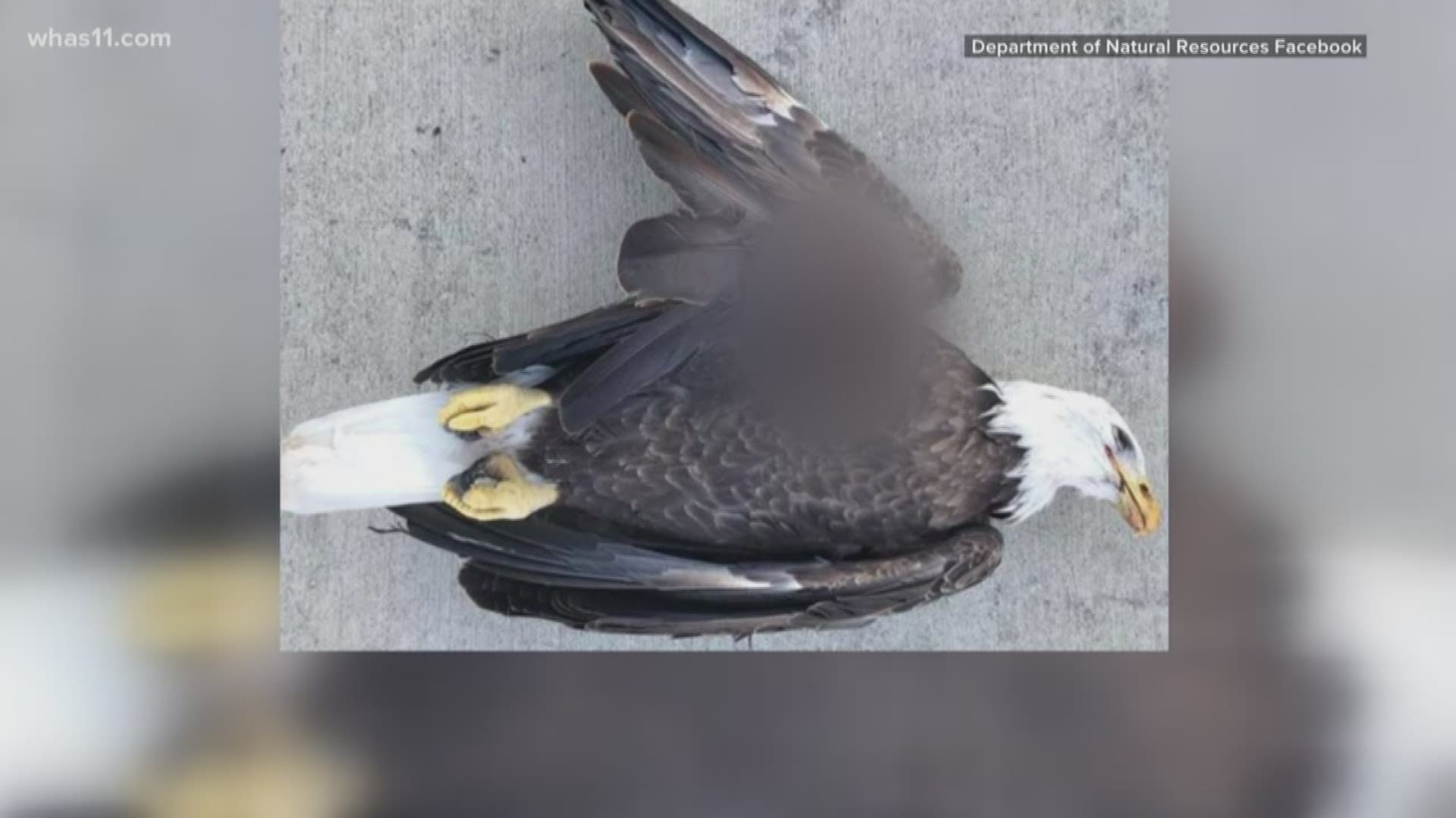 The Indiana Department of Natural Resources says the eagle was found alive suffering from a gunshot wound.