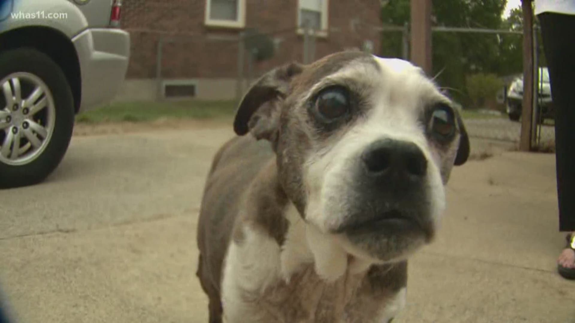 The program takes dogs and cats out of shelters where they might otherwise be euthanized.