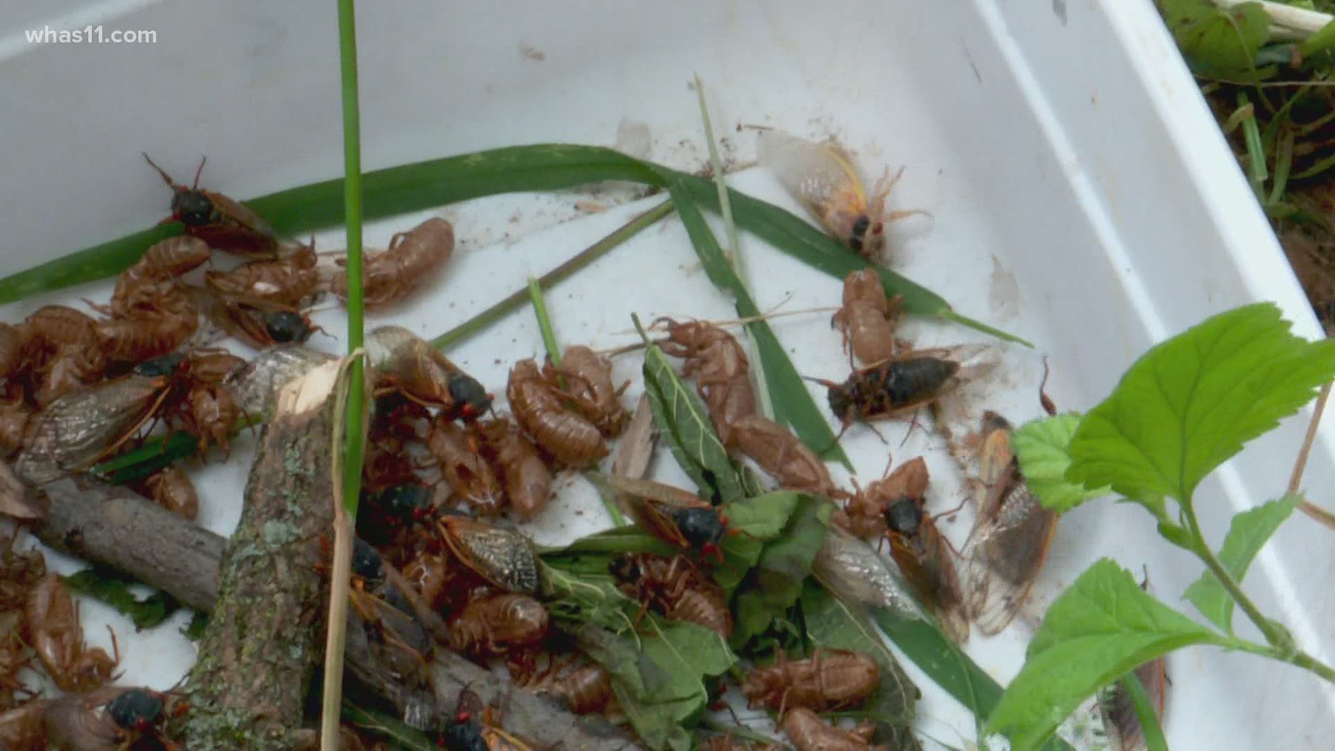 Swallowtail Forest School are getting a hands-on lesson that comes just once every 17 years.