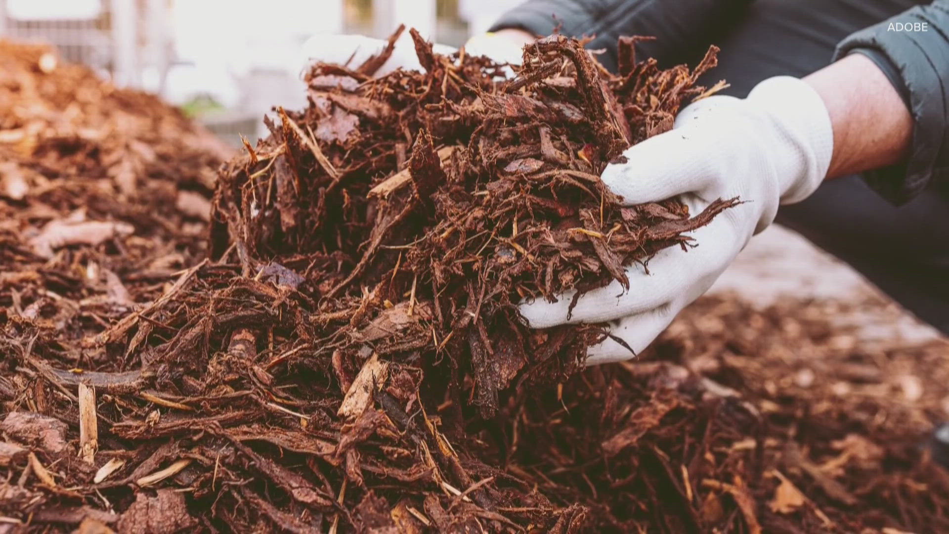 Mayor Craig Greenberg said the mulch is made of dead or dying trees crews have removed from public property.