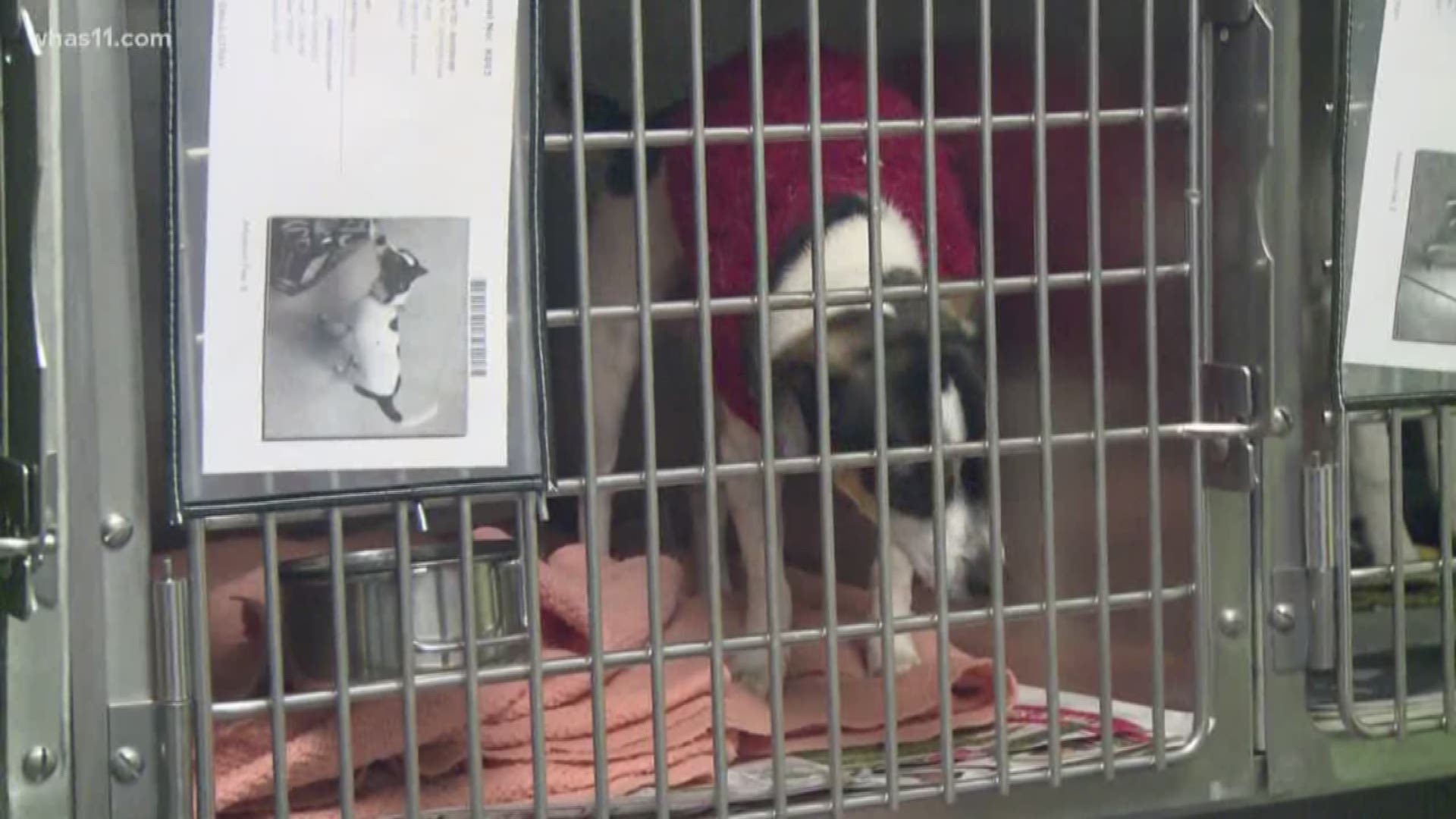 Good news for Louisville Metro Animal Services, they are no longer in danger of losing their 'no-kill' status. All but three of their most desperate animals need homes.