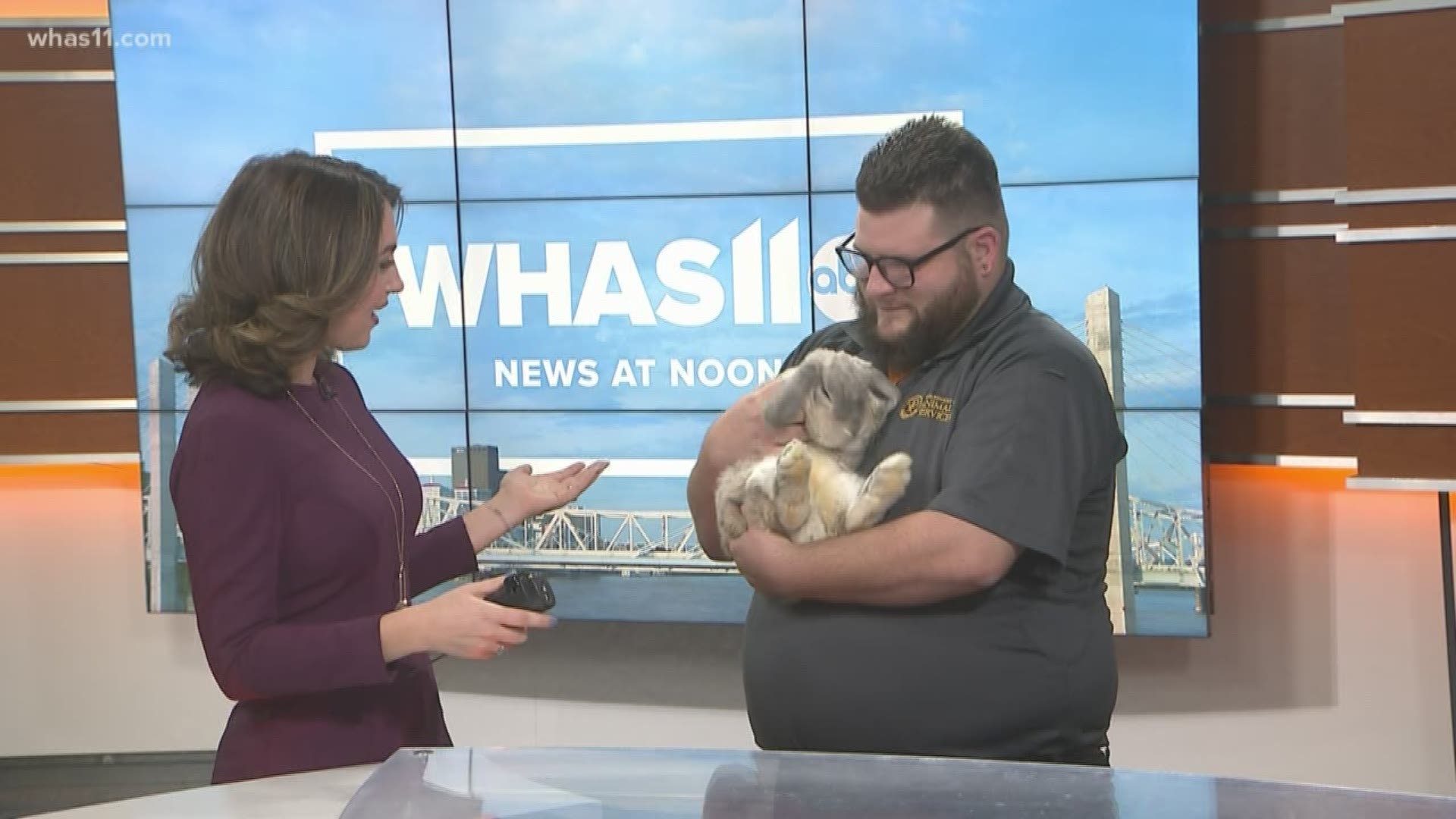 Allen Gerlach talks rabbit as pet of the week