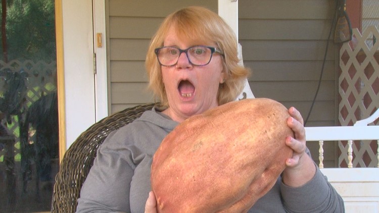 Massive record-setting sweet potato unearthed in Tennessee | whas11.com