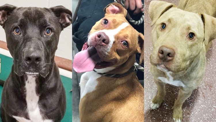 Despite adoption surge, local animal shelter still at max capacity | Despite adoption surge, local animal shelter still at max capacity |