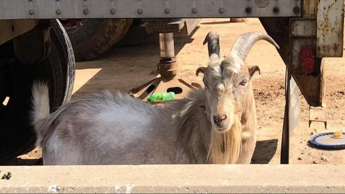 Beloved goat injured in traffic mishap on I65