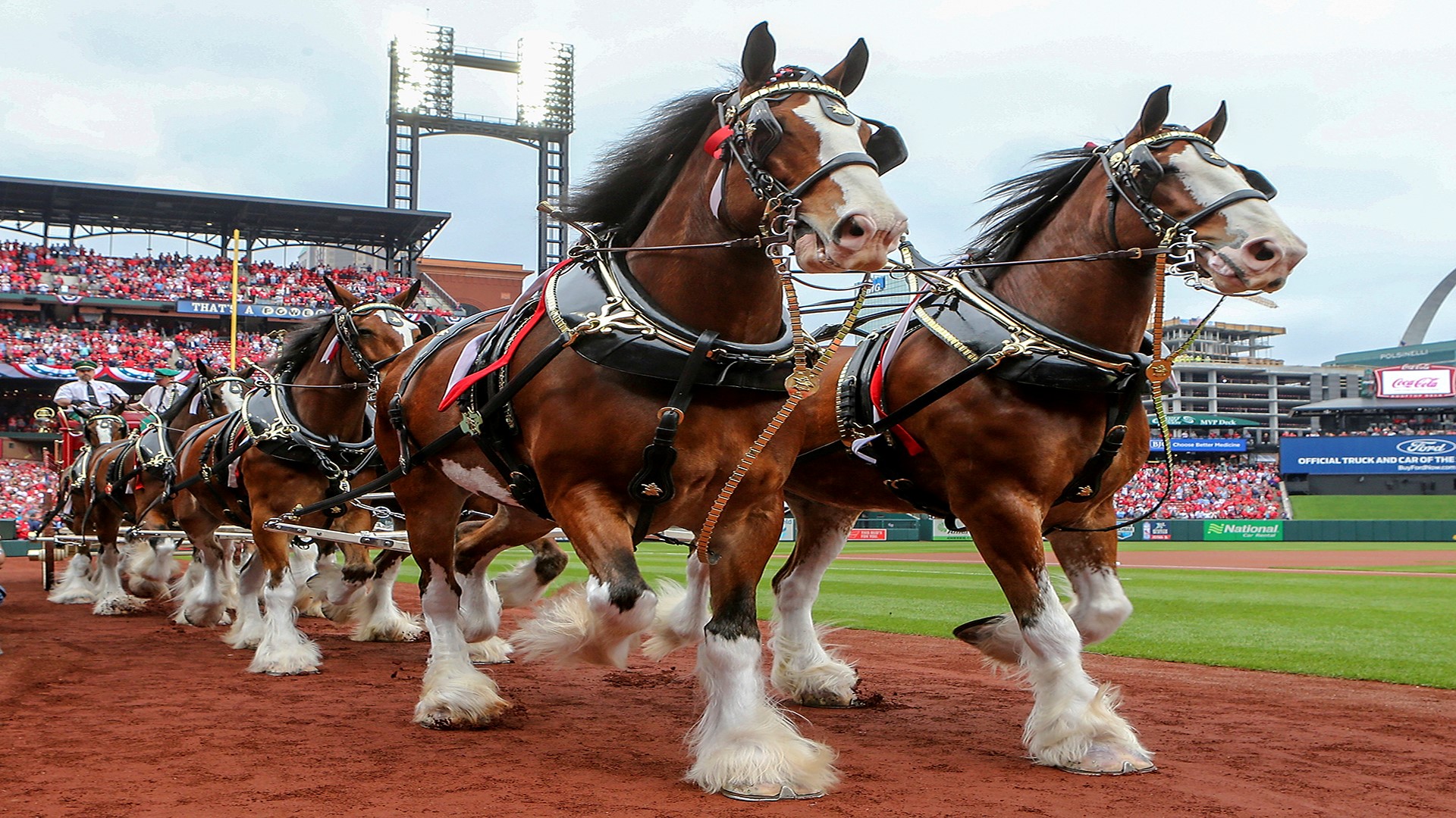Budweiser Clydesdales to visit Bardstown for Kentucky Bourbon Festival | whas11.com