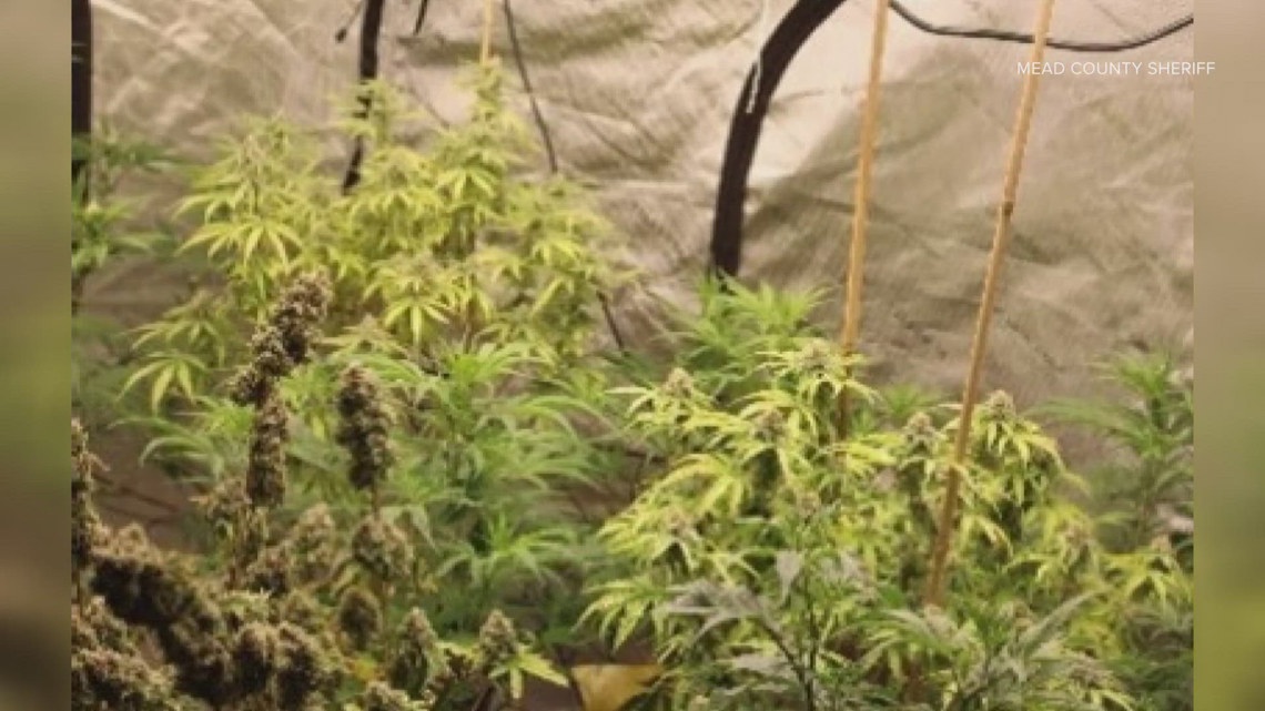 Police bust marijuana operation in Kentucky | whas11.com