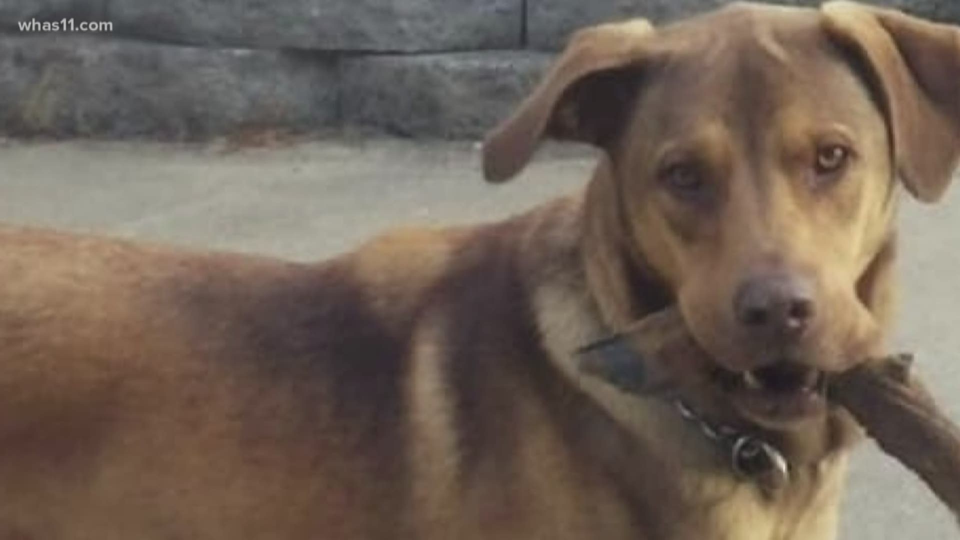 A So. Indiana woman's dog was shot and killed on Thanksgiving.