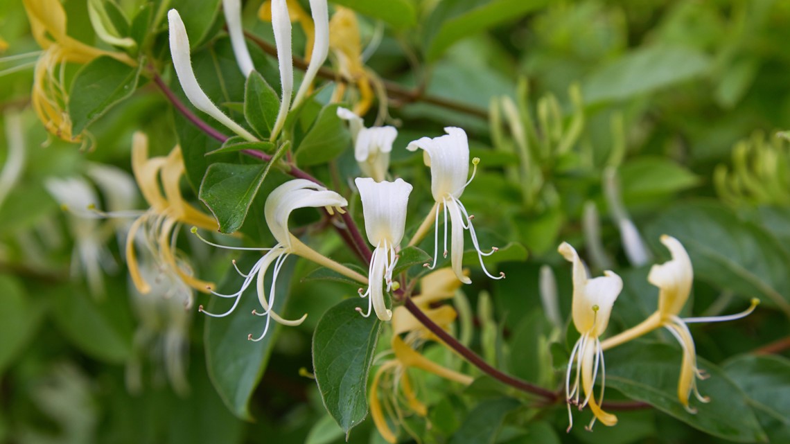 44 Plant Species Now Illegal To Sell, Exchange In Indiana 