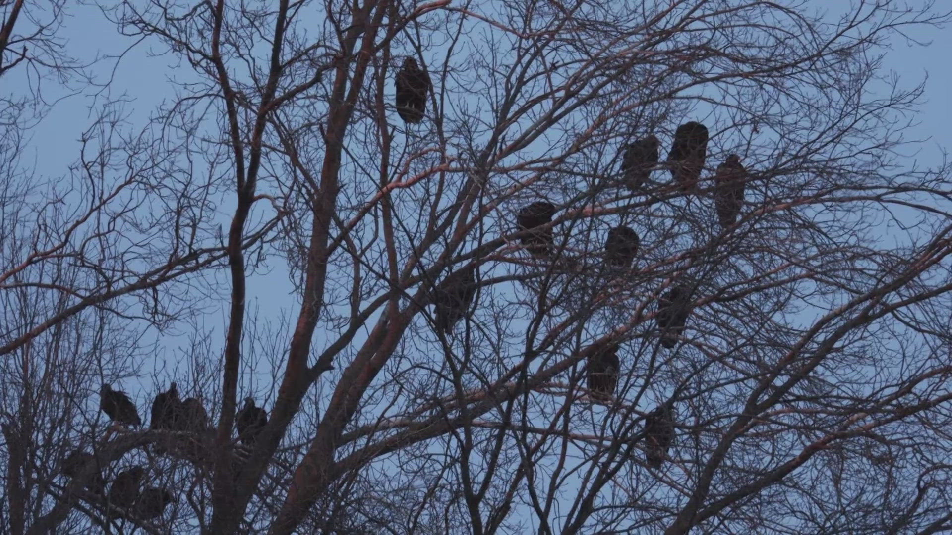 Mayor Mike Moore said the city installed two decoy birds to ward off the black vultures, that are protected by the Indiana DNR.