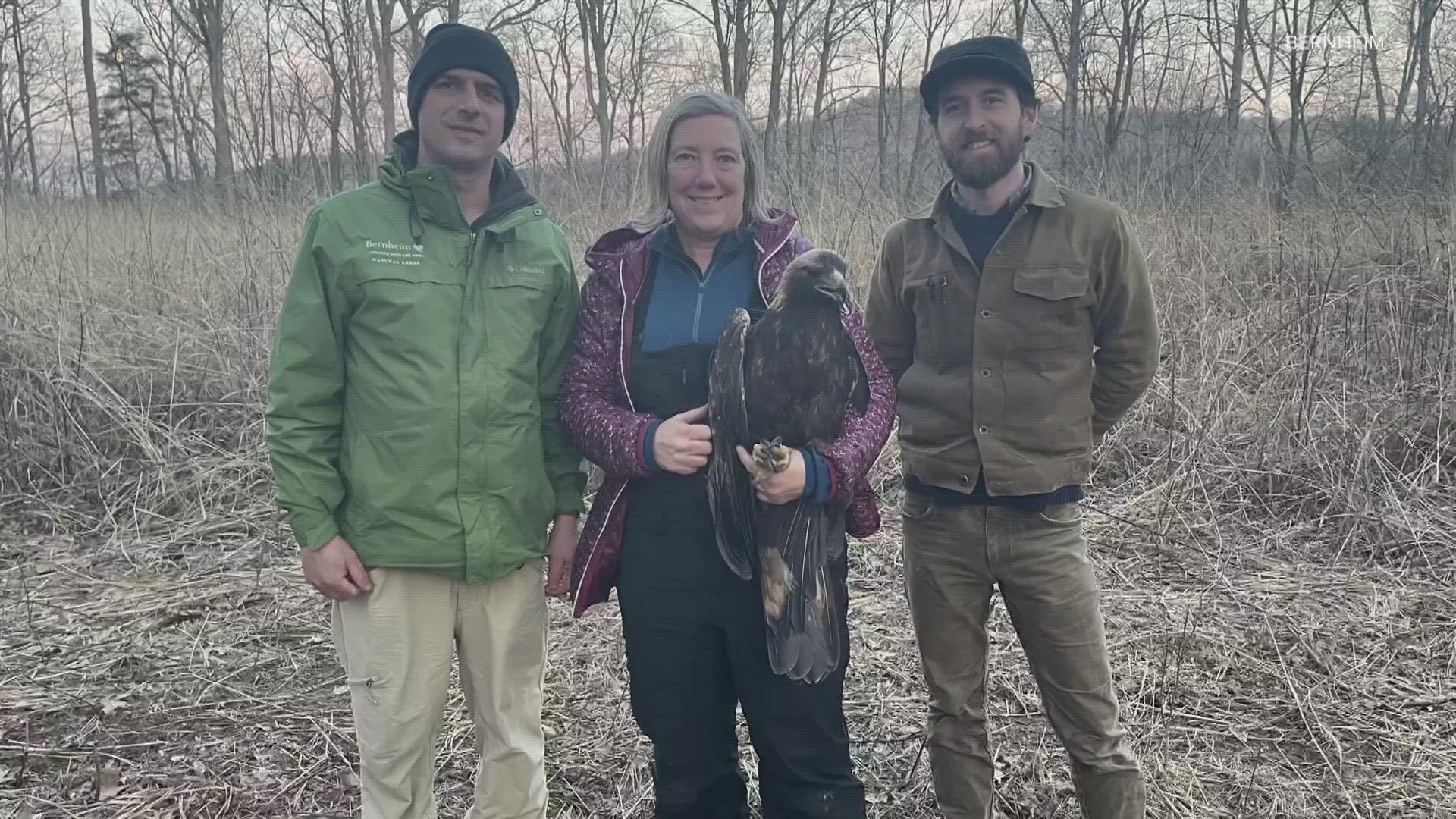 This Golden Eagle arrived at Bernheim on Feb. 28, 2024.