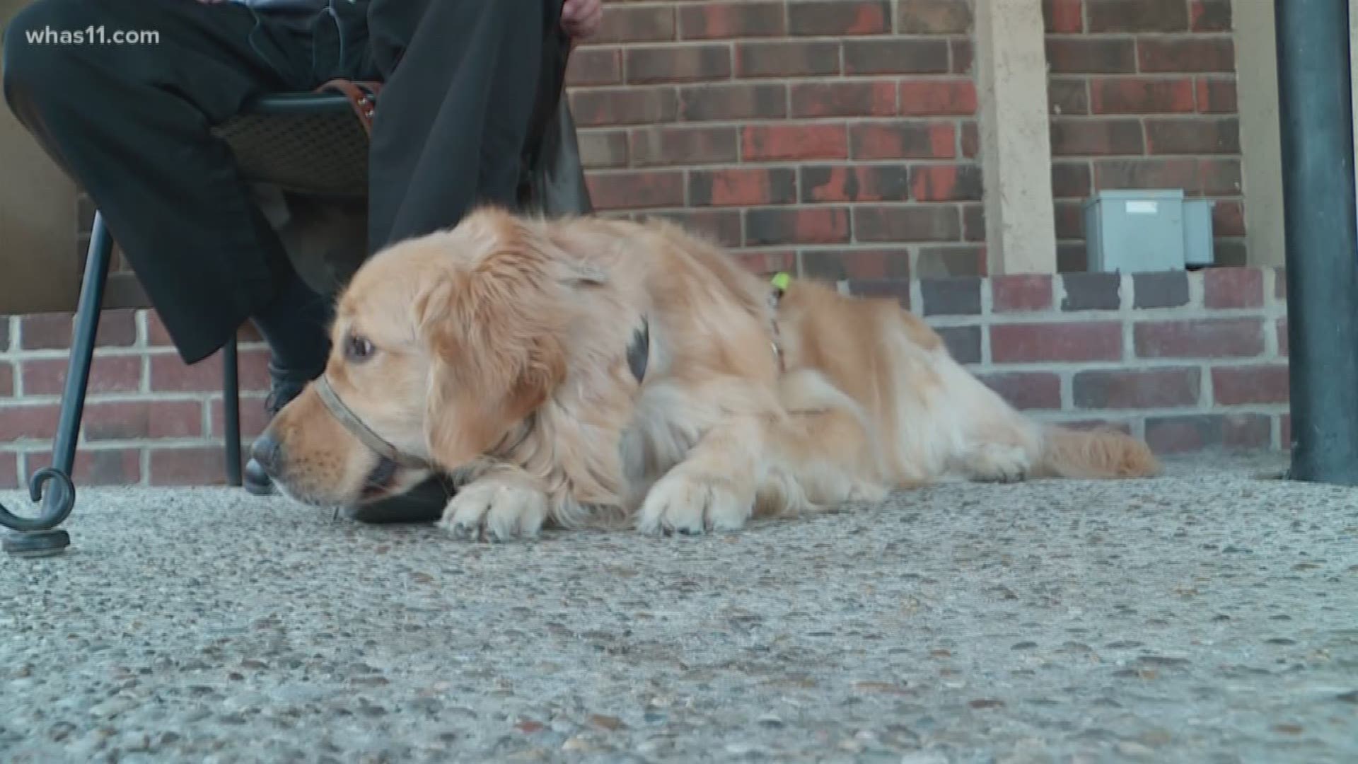 There are hundreds of thousands of Americans with disabilities paired with service dogs trained to provide assistance to them. But there are also people who try to take advantage of that by claiming their pet is a service animal.