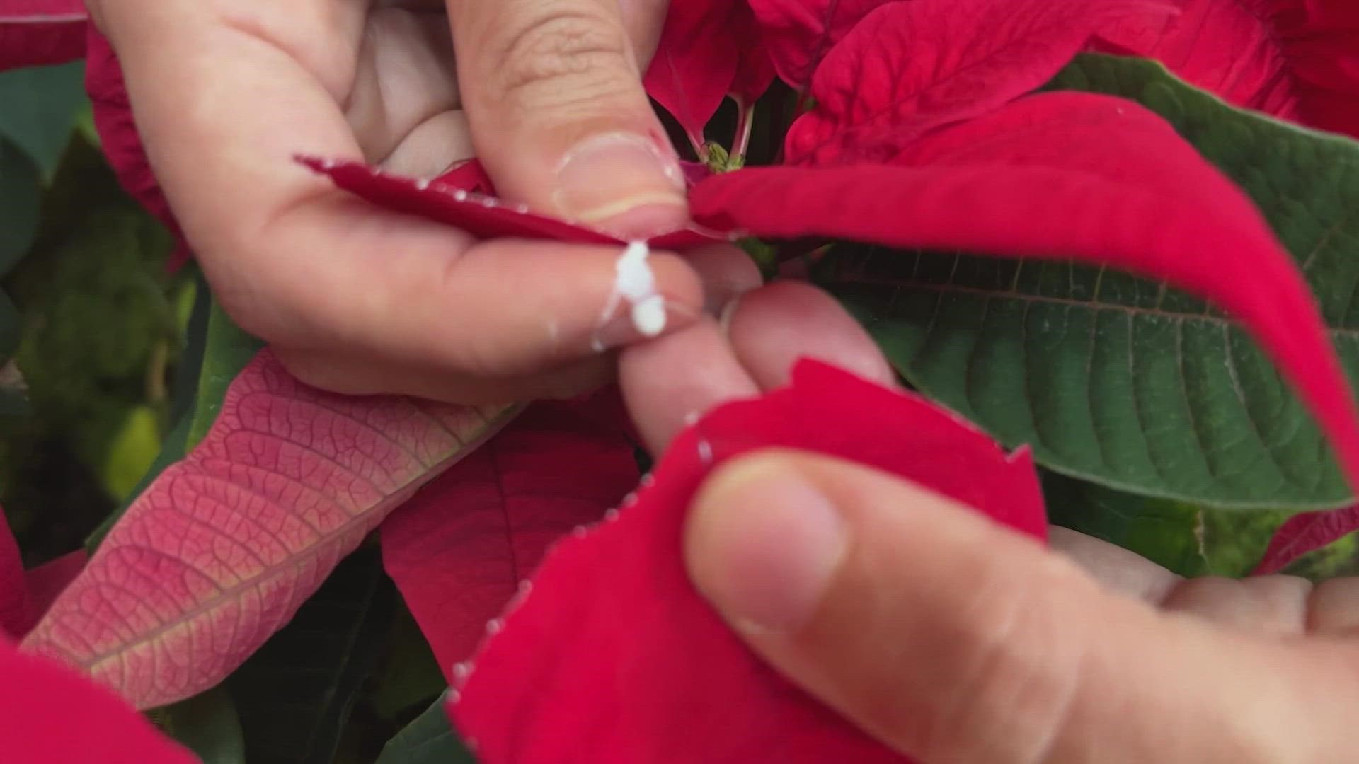 VERIFY No Poinsettias Aren t Deadly To Pets Whas11