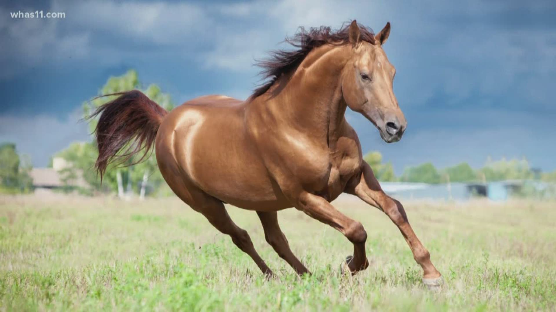 Oftentimes, horses that break their legs have to be euthanized. Why does this happen? Rob Harris talks to a Kentucky veterinarian to find out "WHAS Up".