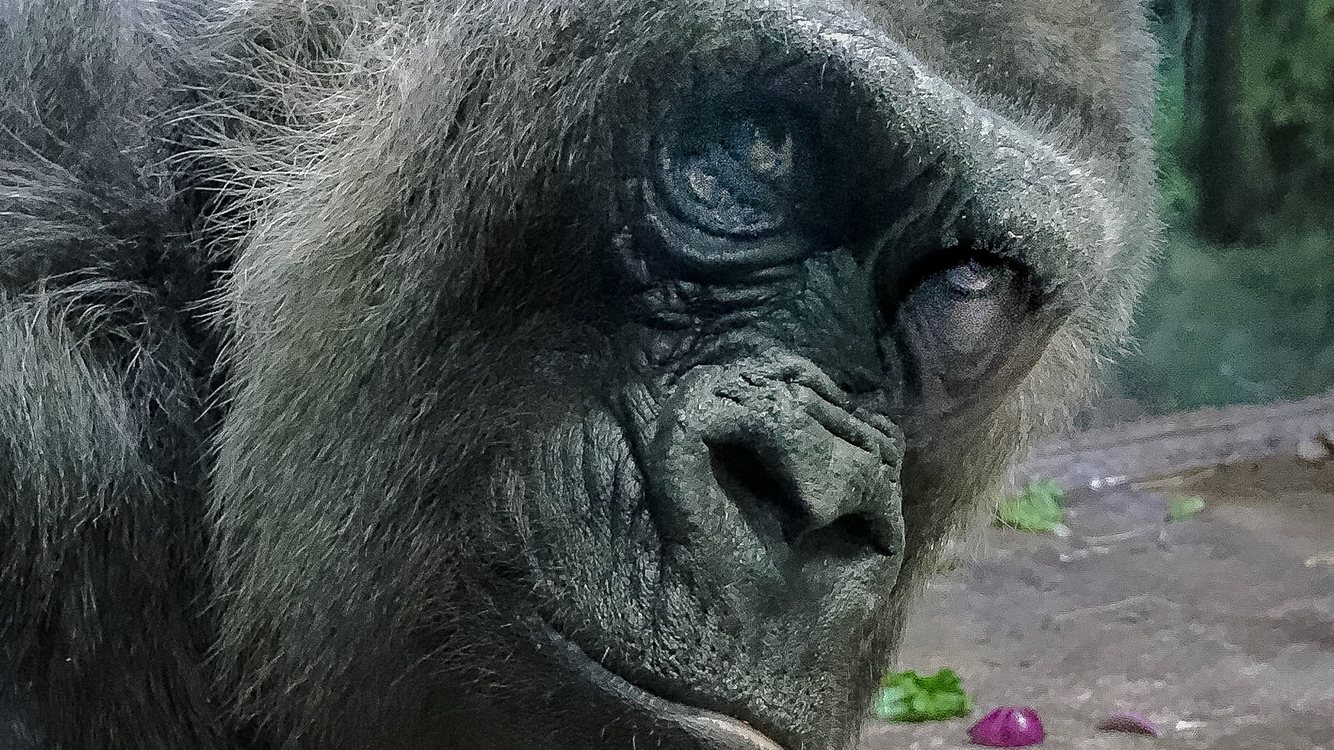 oid gorilla image oid gorilla image