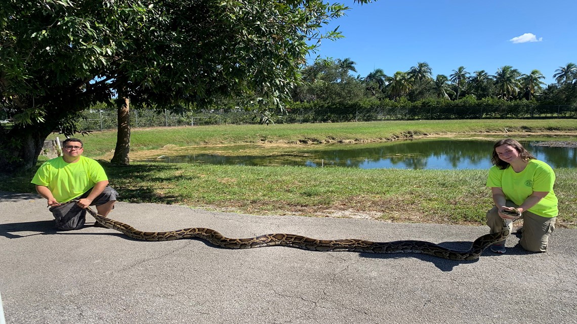 Florida trappers capture record-setting python in Everglades | whas11.com