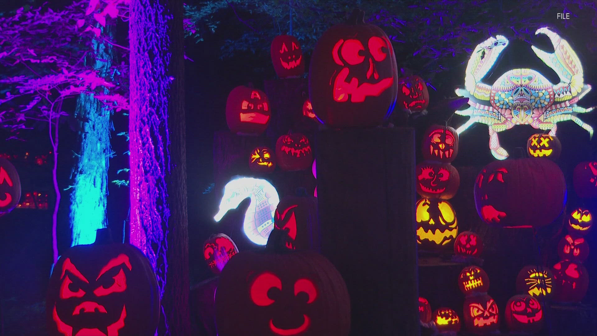 The theme of this year's Jack O'Lantern Spectacular is "Trivia Night: Pumpkin Edition."