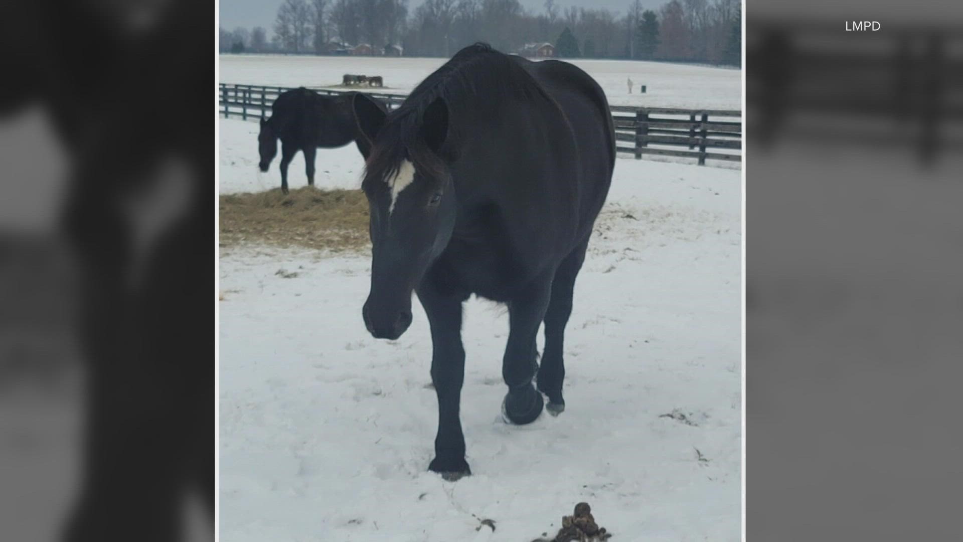 The department says the horses are still getting used to the snow.