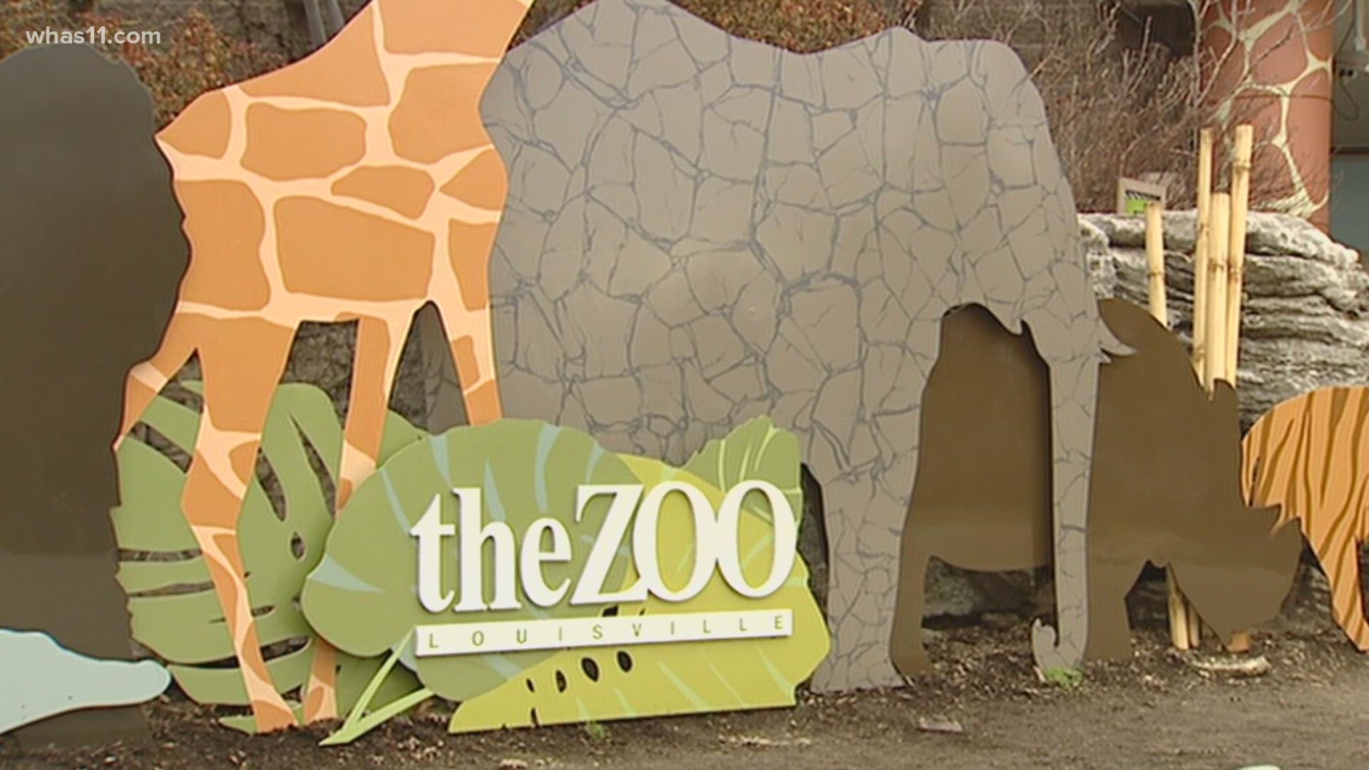 The Zoo was one of 70 zoos chosen to receive uniquely formulated COVID-19 vaccines from animal healthcare company Zoetis.