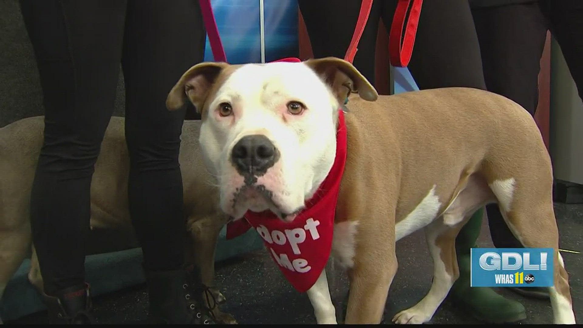 Bo and Bella are local pit bulls who are looking for their forever home after their owner tragically passed.