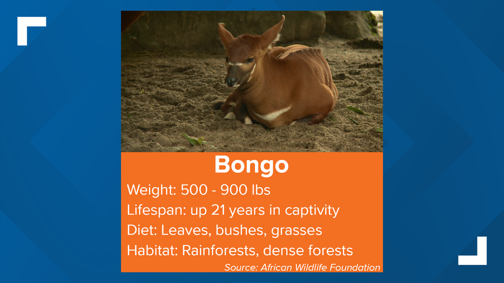What is a Bongo? Meet the newest baby at the Louisville Zoo