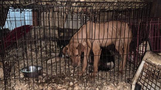 Focus: The Cost Of Animal Cruelty In Kentucky 