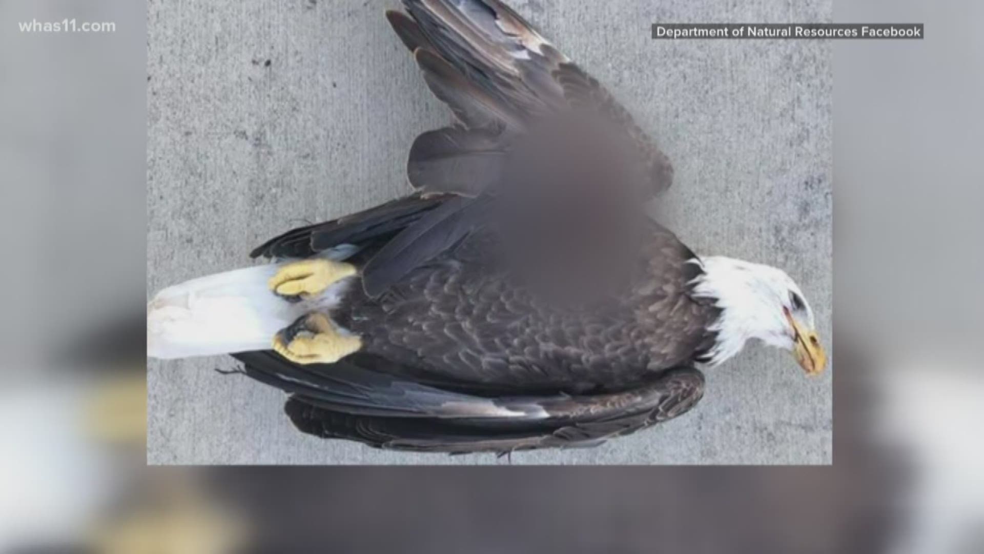 Authorities are searching for the person responsible after a bald eagle was shot and killed on Saturday.