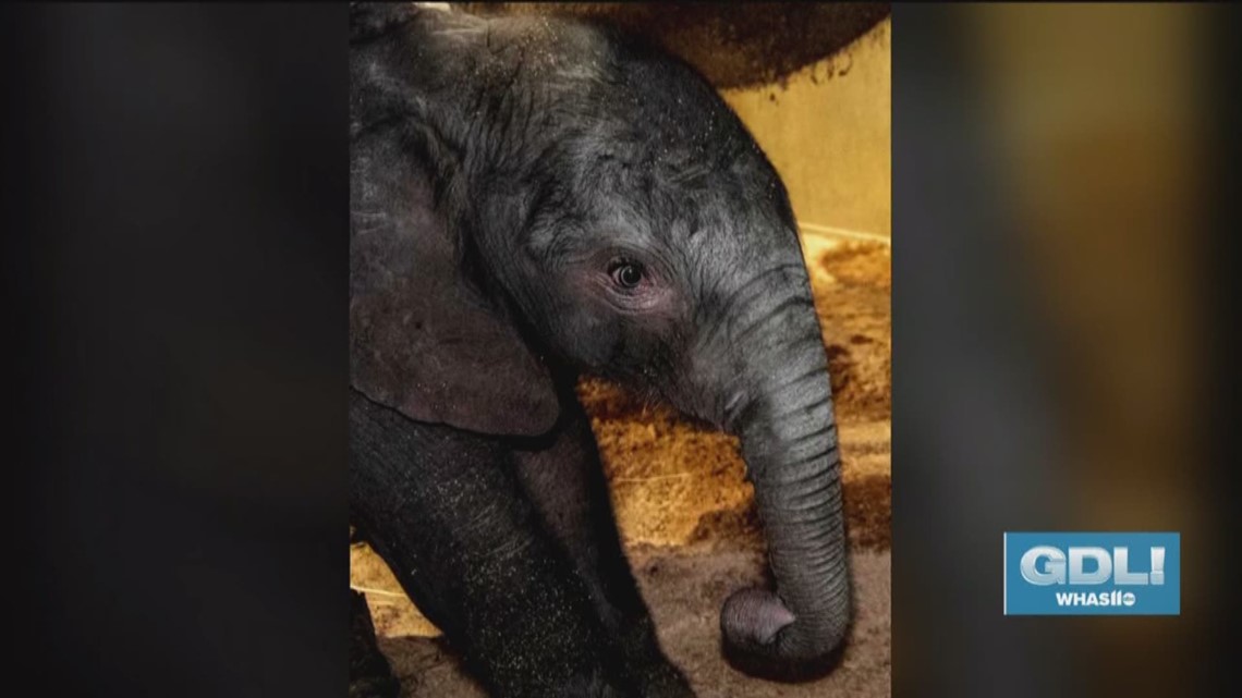 Louisville Zoo celebrates birth of baby elephant