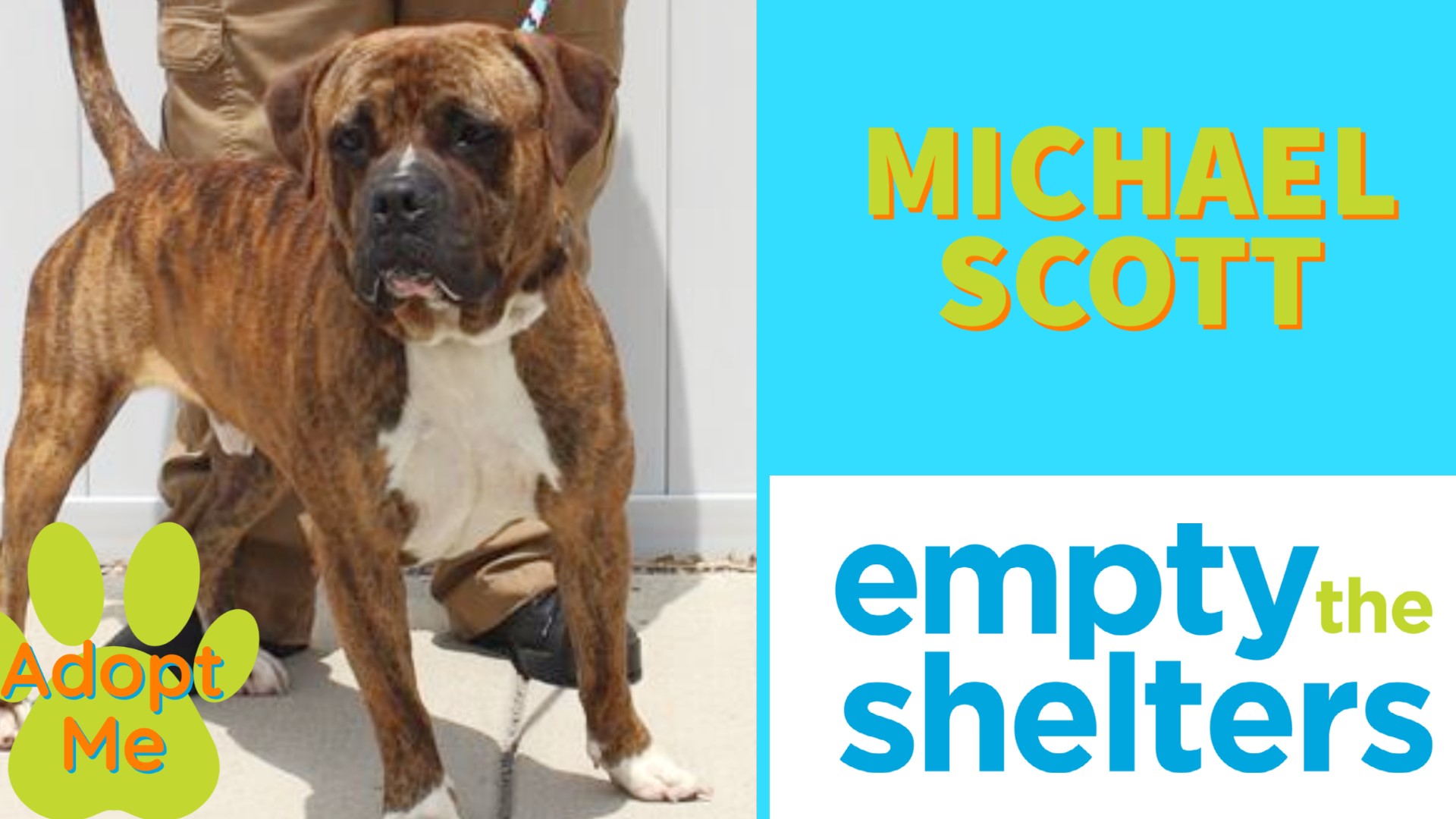 Adopt a pet for free from Animal House Adoption Center LMAS