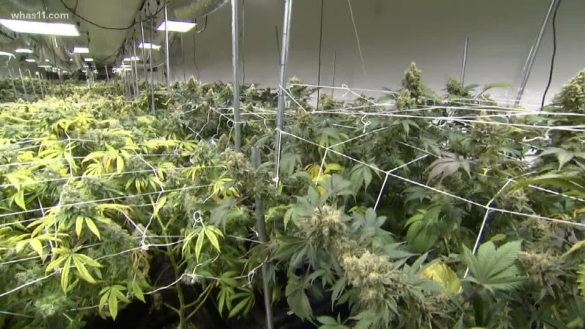 Lawmaker discusses medical marijuana bill now introduced in the Kentucky legeslative session.