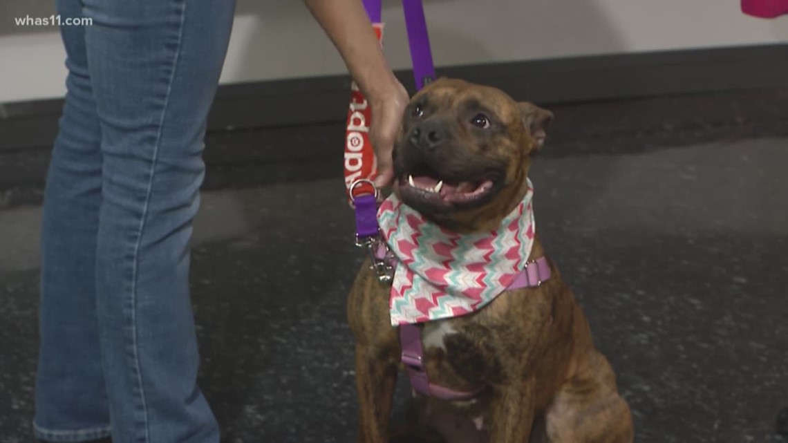 Pet of the Week: Lizzo | whas11.com